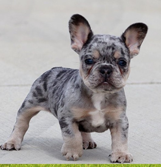 FrenchiePuppySale #
