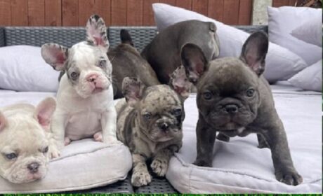 Frenchton Bulldog