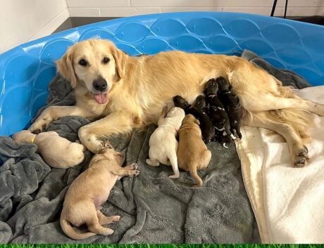 Golden Retriever Dog Breed