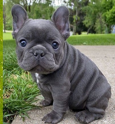Grey French Bulldog puppy Blue Eyes