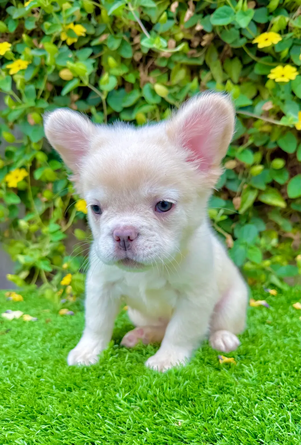Grey French bulldog puppies