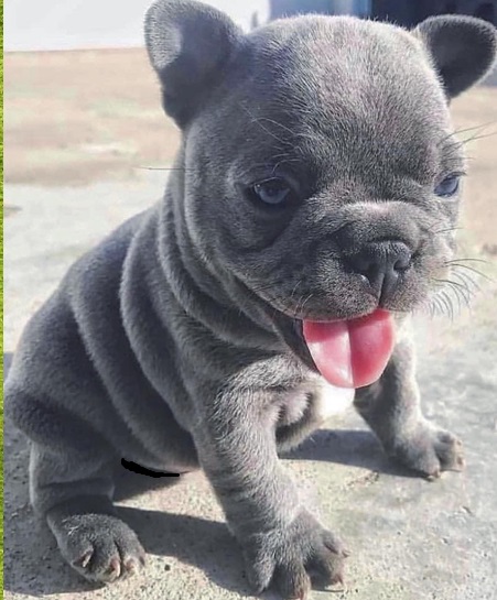 French bulldog Puppies