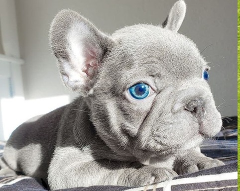 Grey Frenchie Bulldog Puppies