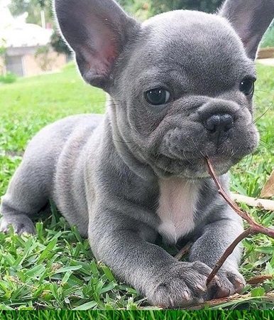 Grey Frenchie bulldog puppies