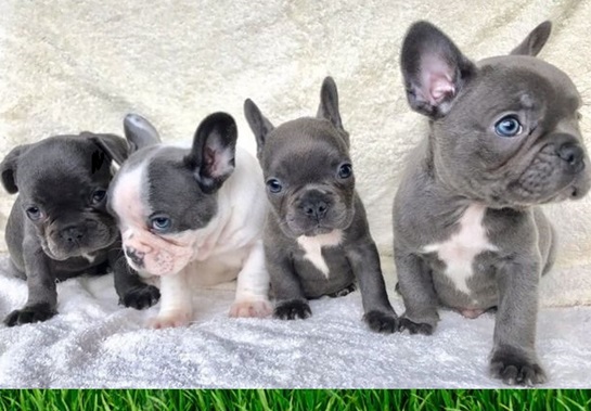 Grey Frenchie puppies