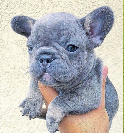 Grey Frenchie puppy