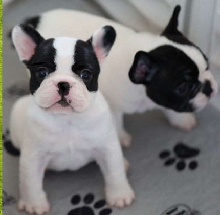 Grinch Frenchie Pups