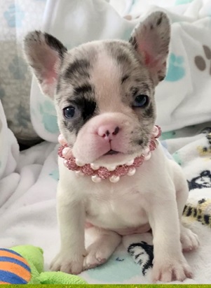 Grinch French bulldog puppy
