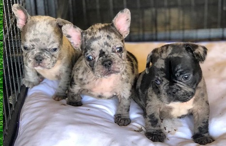 Grinch Frenchie puppies