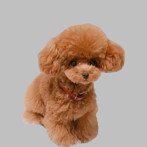 Mini Poodle puppy
