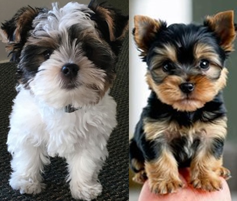 Mix and Cross Breed Puppies