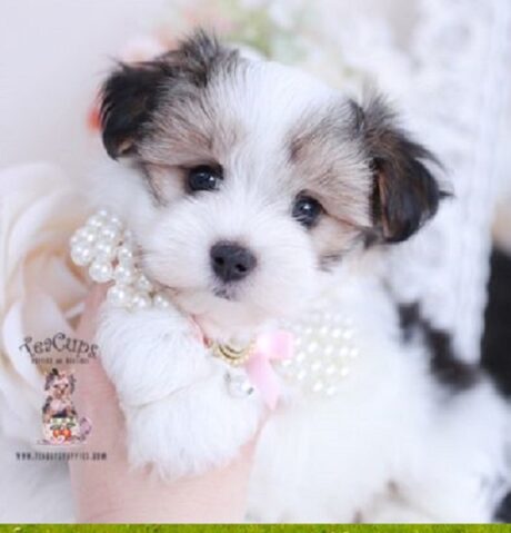 Morkie Dog Breed
