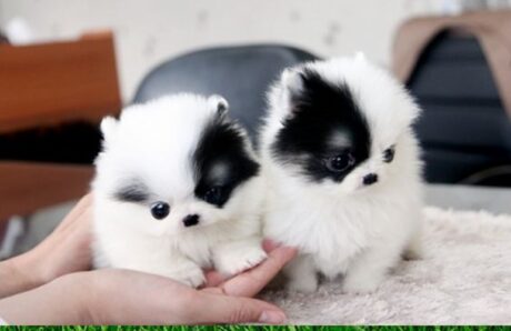 Pomeranian puppies