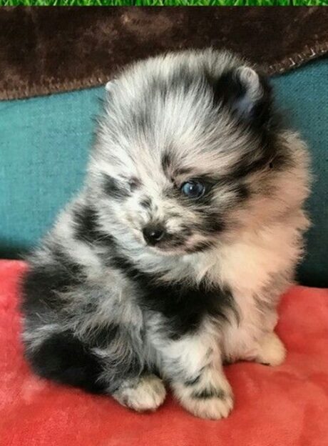 Pomeranian puppies