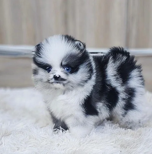 Pomeranian puppies for sale