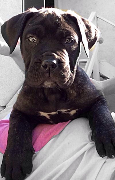 Presa Canario puppy