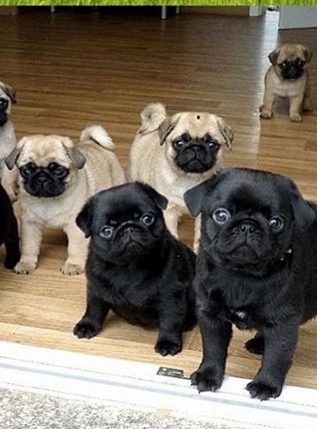 Pug puppies and prices