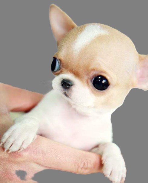 Puppies $500 teacup