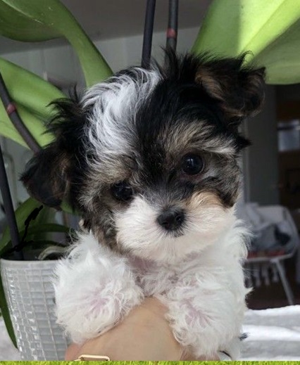 Puppies $500 dollars Puppies For $500 Dollars