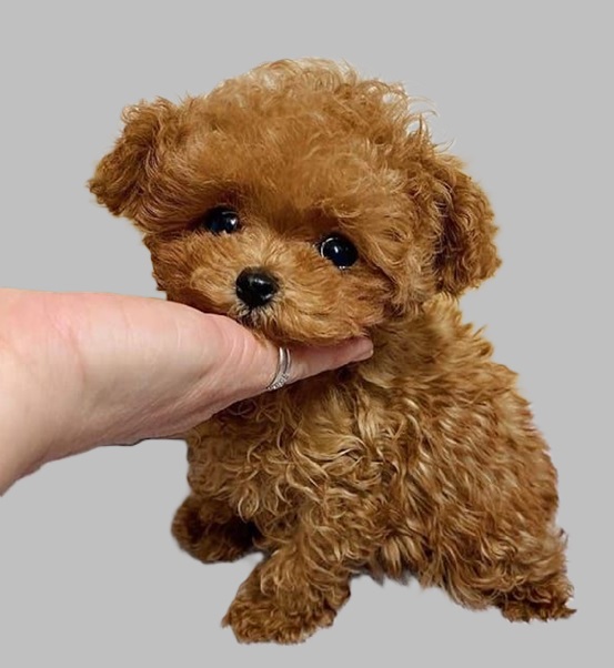 Puppies for $500 dollar cost price