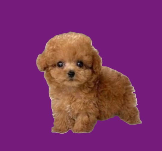 Puppies for $500 priced for sale