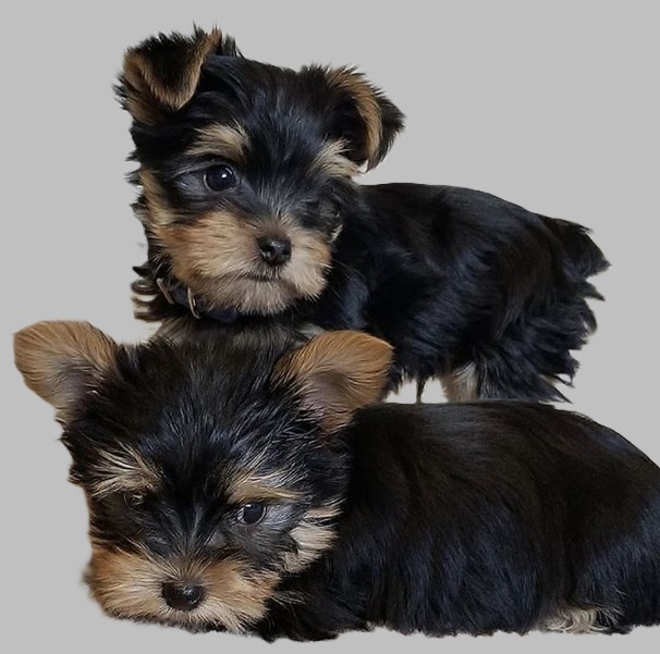 Puppies priced under $500