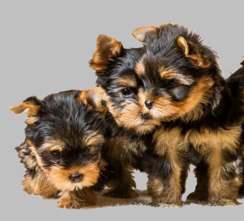 Puppies sale usa and prices