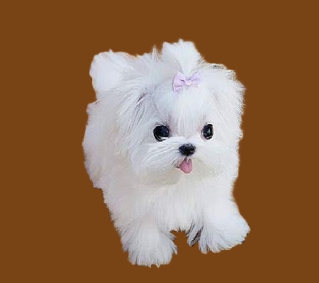 Puppy for $500 Price