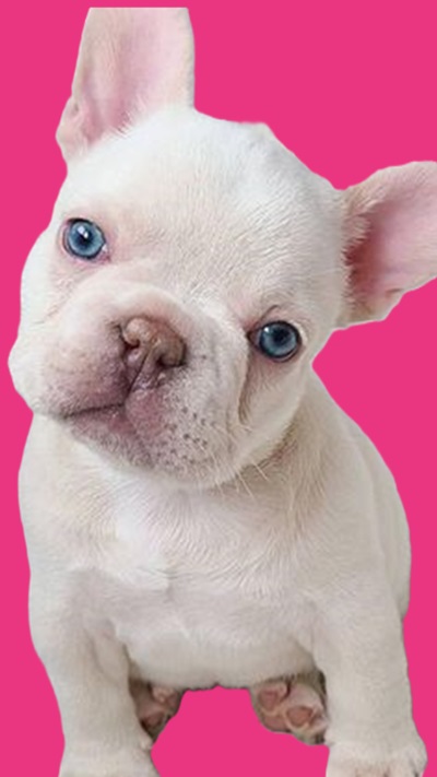 Puppy for $500 dollars