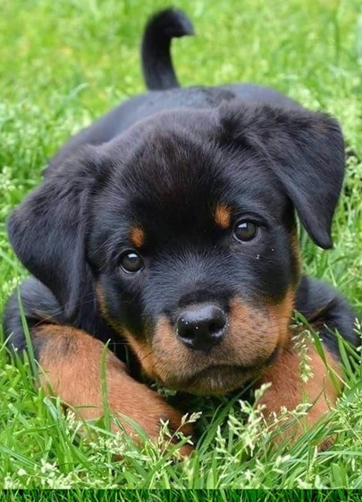 Rottweiler puppies