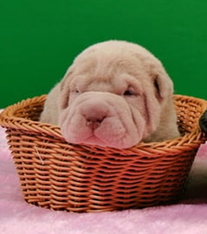 Shar Pei - Chinese Shar Pei dog