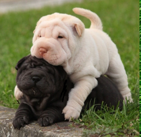 Shar Pei dog