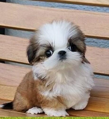Shih Tzu Puppy # Shih Tzu Puppy