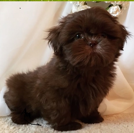 Shih Tzu puppies