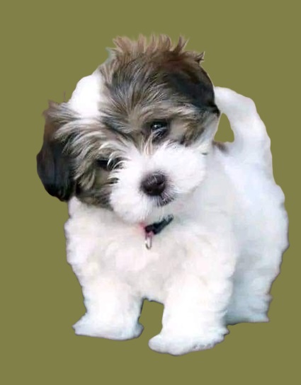 Shih tzu puppies for sale