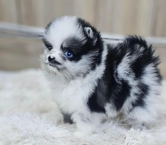 Standard Pomeranian puppies available