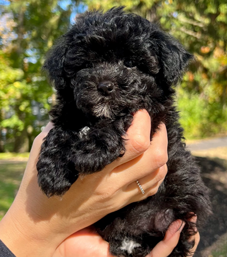 Standard Poodle puppies