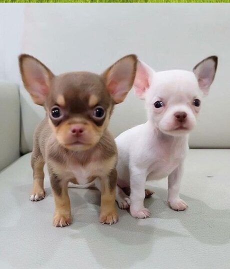 Teacup Puppies- Teacup Puppies - Chihuahuas