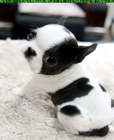 Teacup French Bulldog
