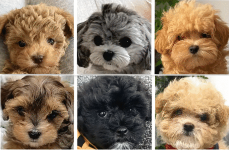 Teacup Puppies- Teacup Maltipoo