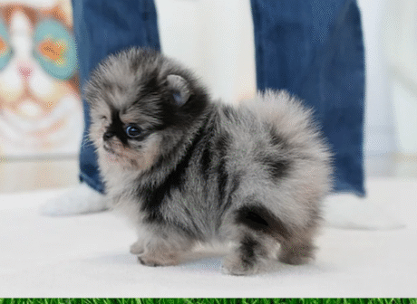 Teacup Puppies- TeacupPomeranian #