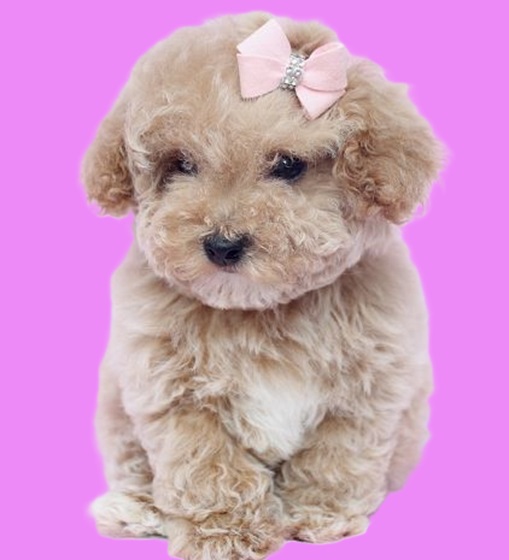 Teacup Poodle puppies for sale