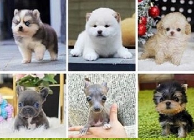 Teacup Puppies-