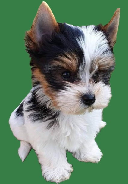 Teacup Puppies for sale pet shop and prices