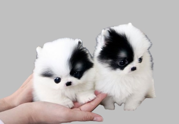 Teacup puppies and prices