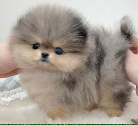 Teddy Bear Pomeranian puppies