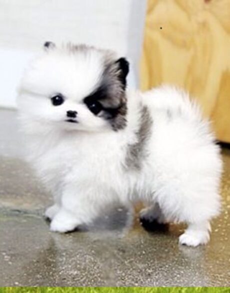 Pomeranian puppies