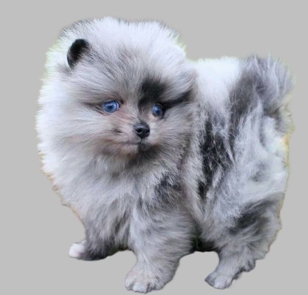 Throwback Pomeranian puppies for sale