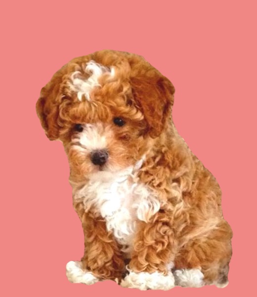 Toy Poodle dog for sale