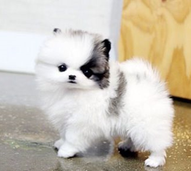 Under $500 puppies for sale